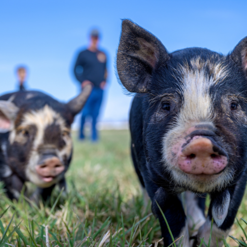 The truth about pork