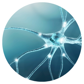 Nervous System Protocol Pack